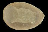 Fossil Jellyfish (Essexella) Pos/Neg - Illinois #120708-1
